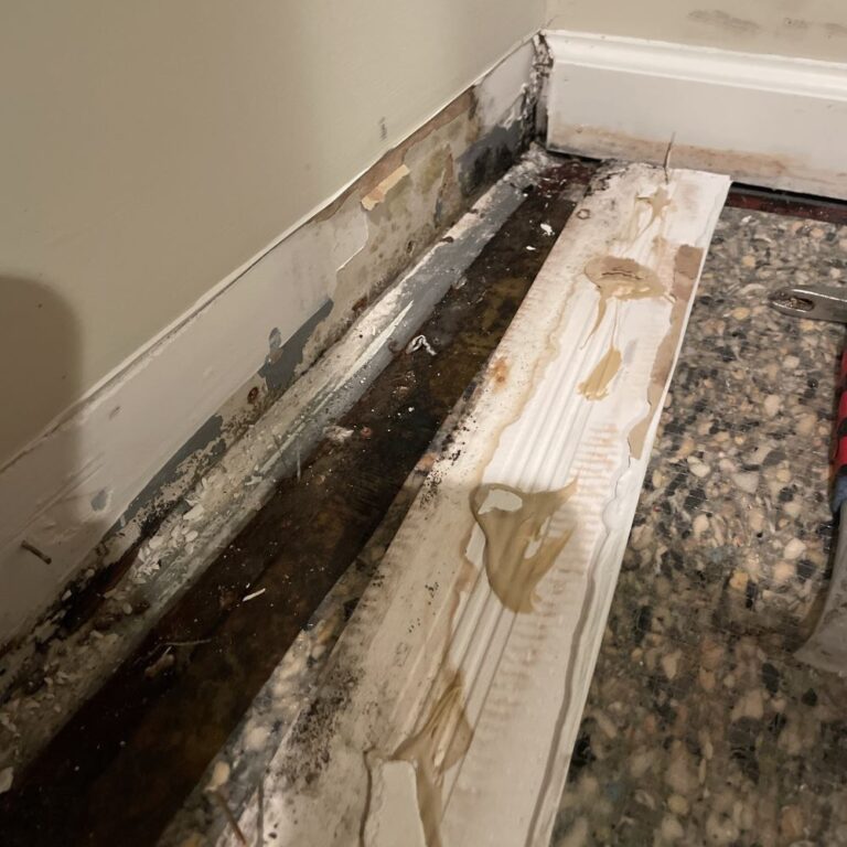 mold inspection for cinnaminson