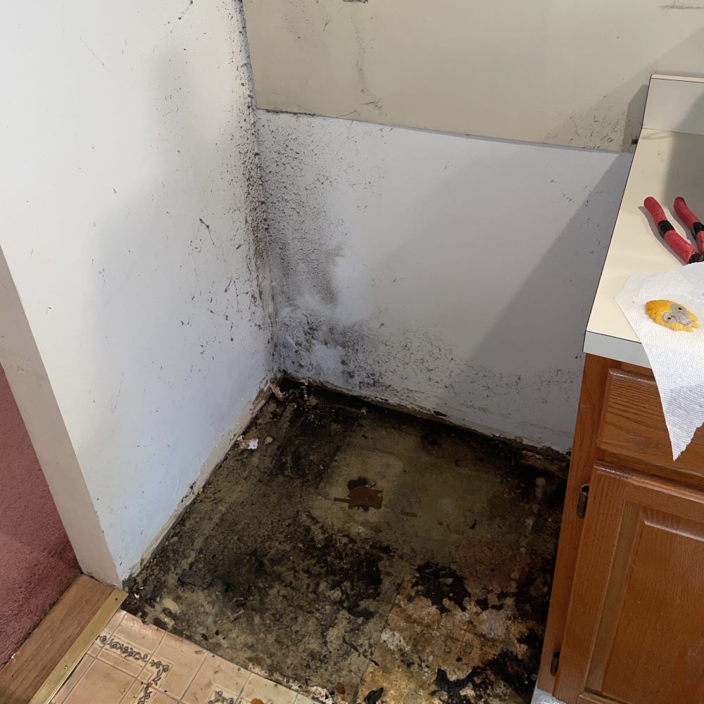 mold remediation in moorestown