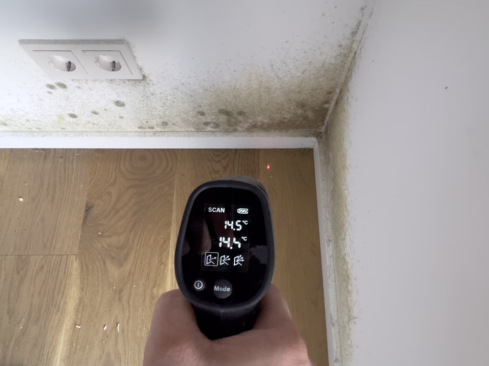 mold inspection