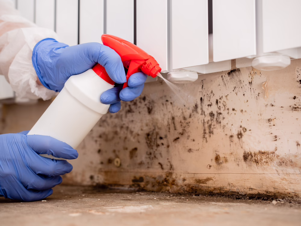 mold removal