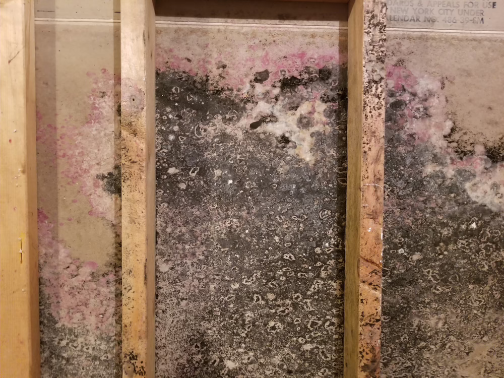 moldy drywall
