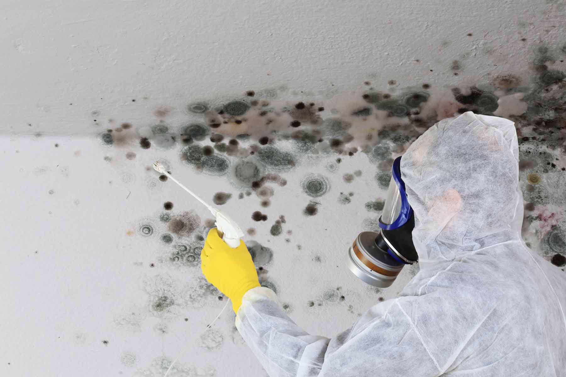 professional mold removal